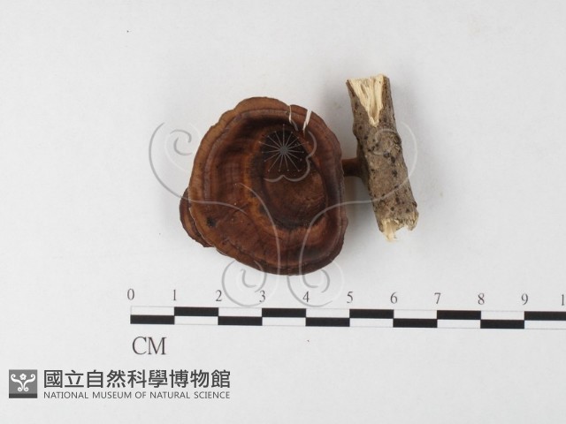 黄柄小孔菌藏品圖，第1張