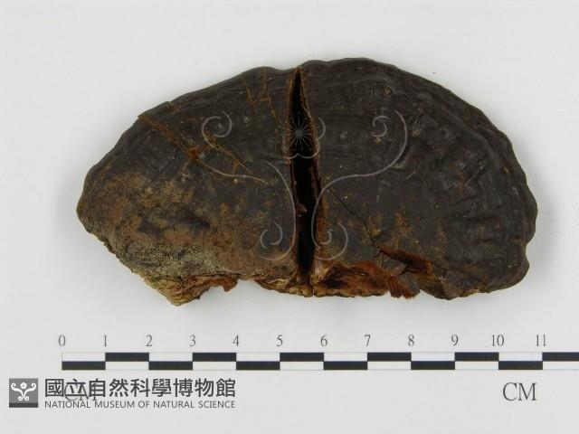 登錄號:F0016207藏品圖，第3張