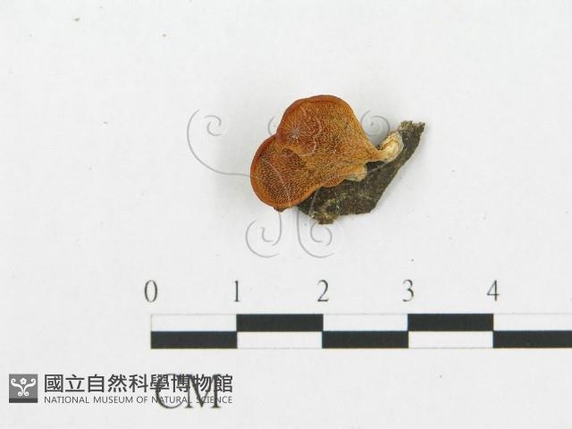 登錄號:F0011207藏品圖，第3張