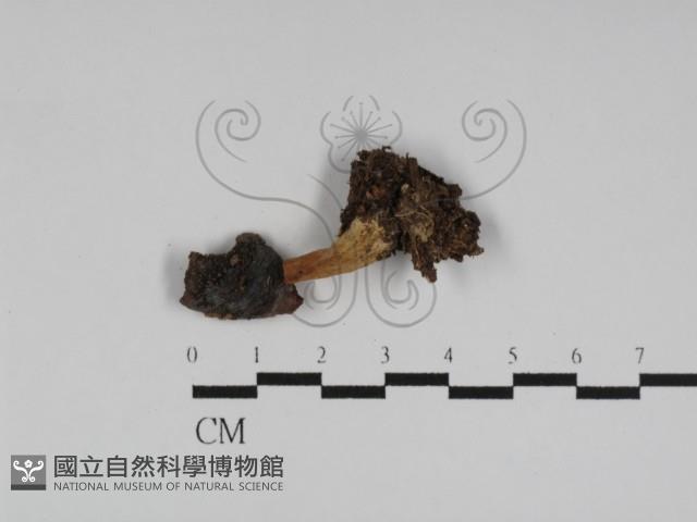 Accession Number:F0031207 Collection Image, Figure 3, Total 3 Figures