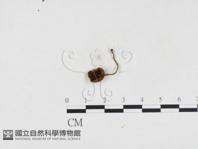 登錄號:F0024207藏品圖，第3張