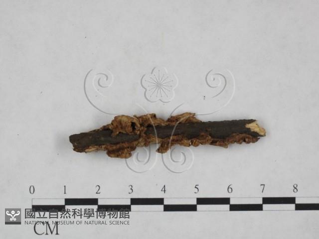 韌革菌屬藏品圖，第3張