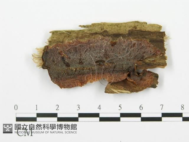 登錄號:F0003207藏品圖，第1張