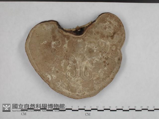 登錄號:F0008807藏品圖，第1張