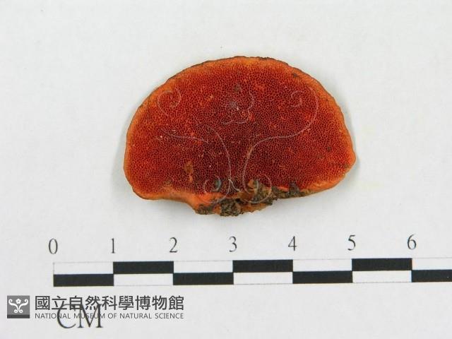 血紅密孔菌藏品圖，第1張