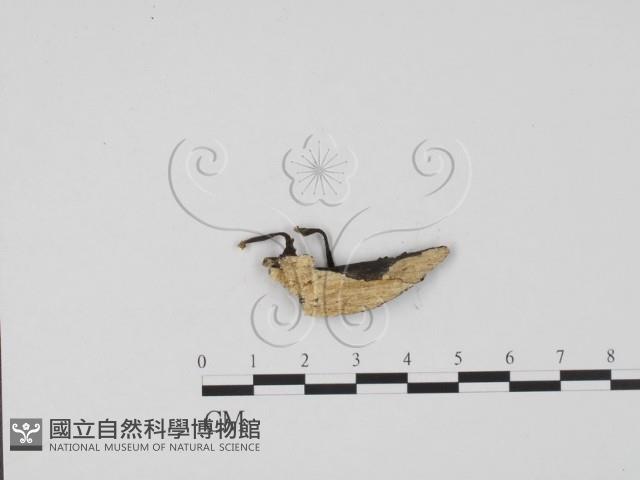 炭角菌屬藏品圖，第3張
