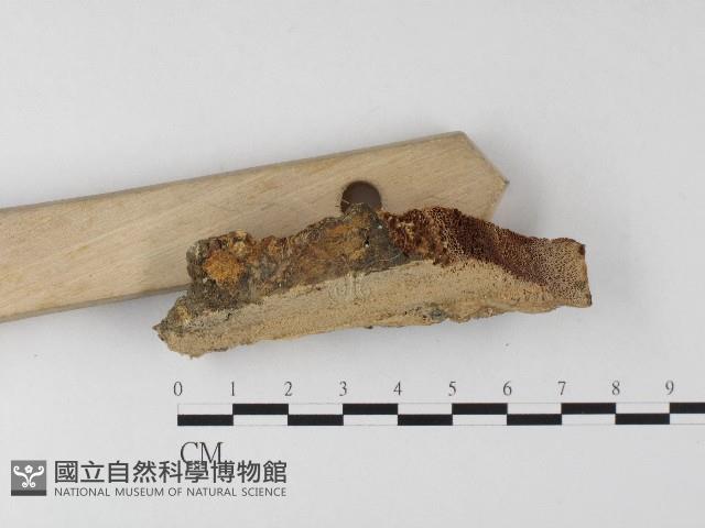 登錄號:F0006807藏品圖，第3張