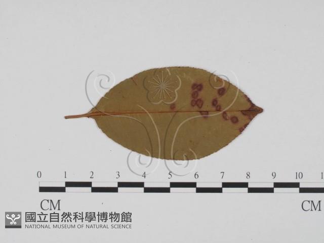 登錄號:F0011807藏品圖，第3張