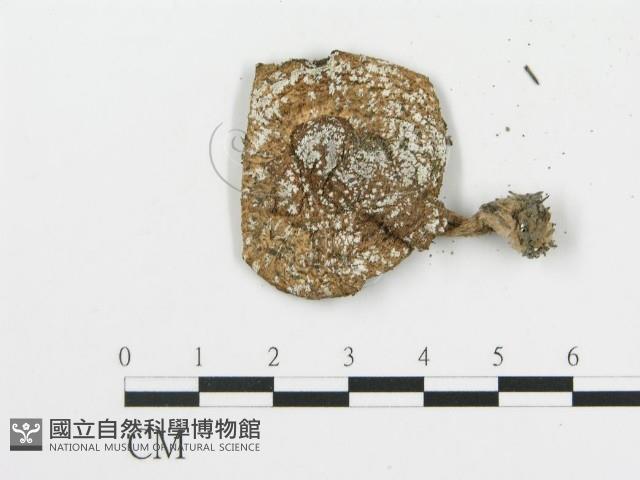 登錄號:F0004807藏品圖，第3張