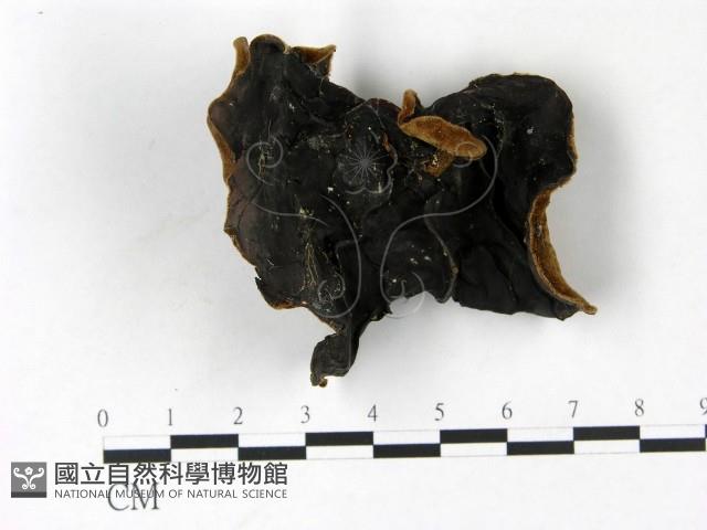 毛木耳藏品圖，第3張