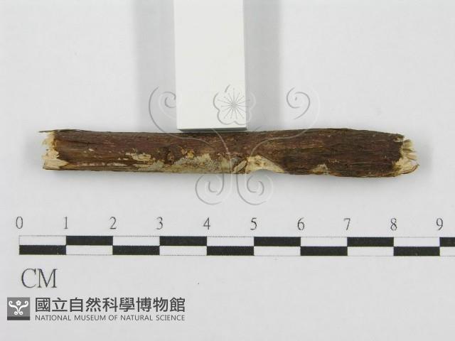筍殼菌屬藏品圖，第3張