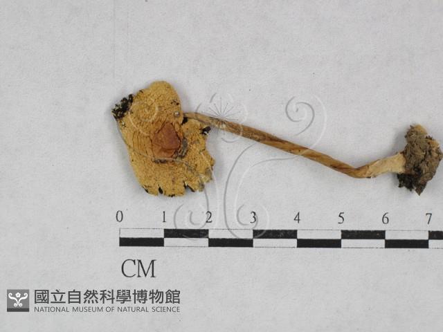 登錄號:F0027807藏品圖，第3張