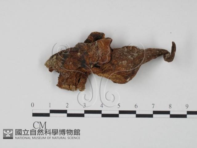 登錄號:F0007807藏品圖，第3張