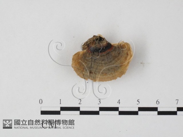 雲芝藏品圖，第3張