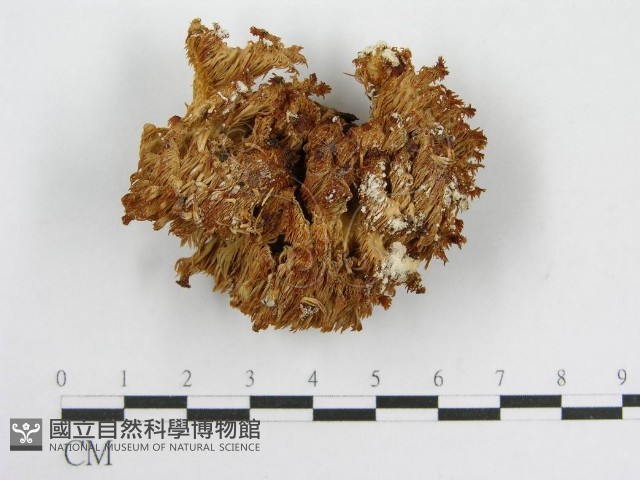 登錄號:F0005807藏品圖，第3張