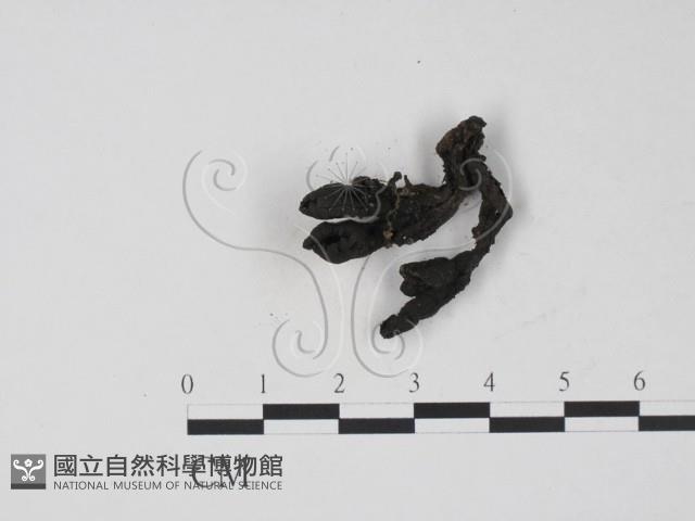 登錄號:F0009807藏品圖，第3張