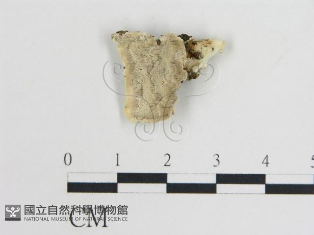 登錄號:F0019807藏品圖，第1張
