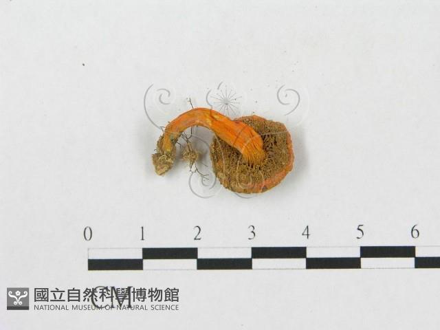 登錄號:F0003807藏品圖，第3張