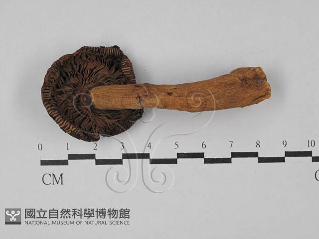 紅菇屬藏品圖，第3張