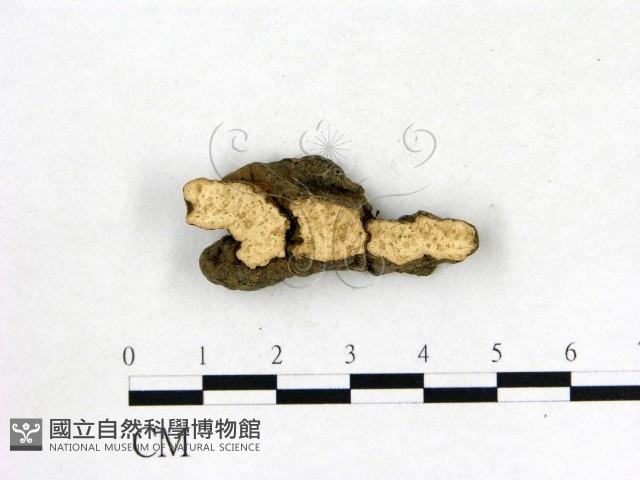 登錄號:F0008907藏品圖，第3張