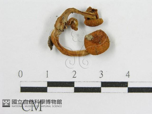 登錄號:F0010907藏品圖，第3張