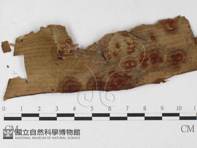 登錄號:F0026907藏品圖，第1張