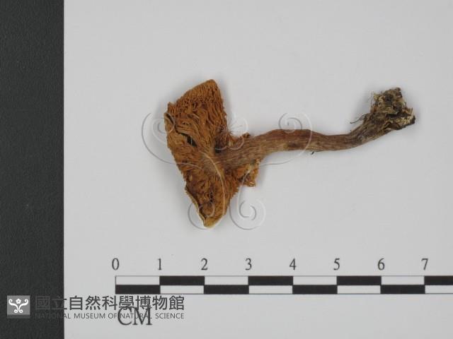登錄號:F0021907藏品圖，第3張