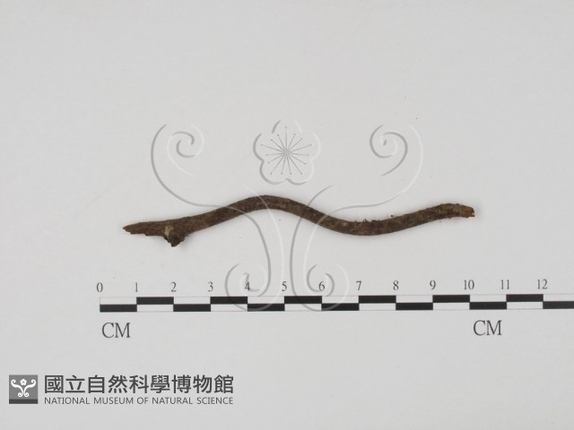 登錄號:F0001907藏品圖，第3張