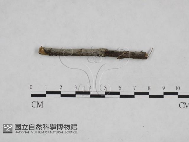 絲皮菌屬藏品圖，第3張