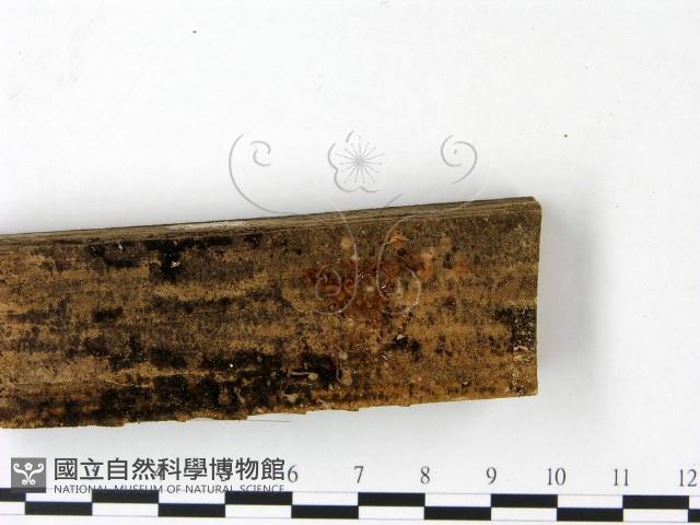 小菇屬藏品圖，第3張