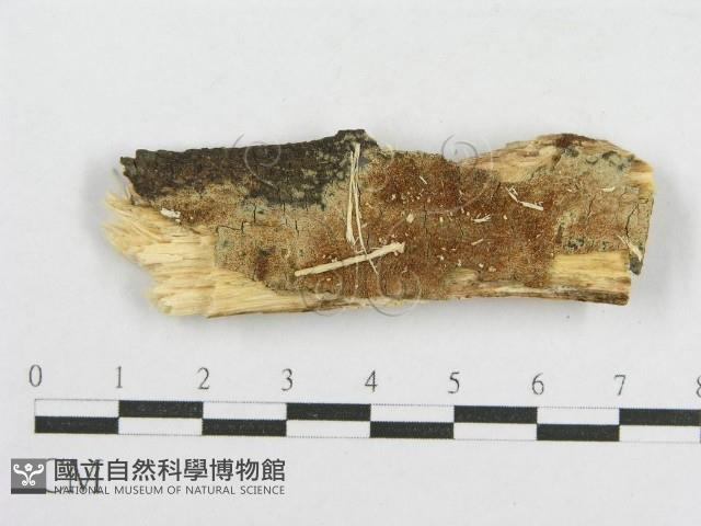 登錄號:F0002907藏品圖，第3張