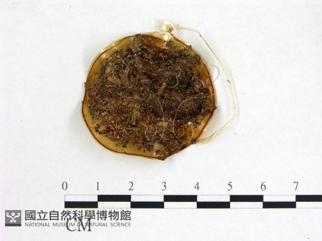 登錄號:F0012907藏品圖，第3張