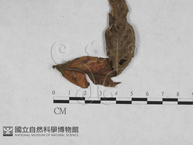 登錄號:F0027907藏品圖，第1張