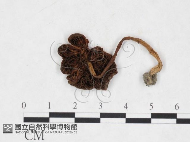 登錄號:F0025907藏品圖，第3張