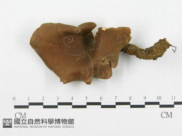 登錄號:F0005907藏品圖，第3張