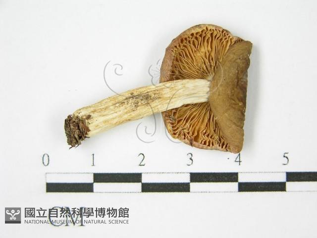登錄號:F0015907藏品圖，第3張