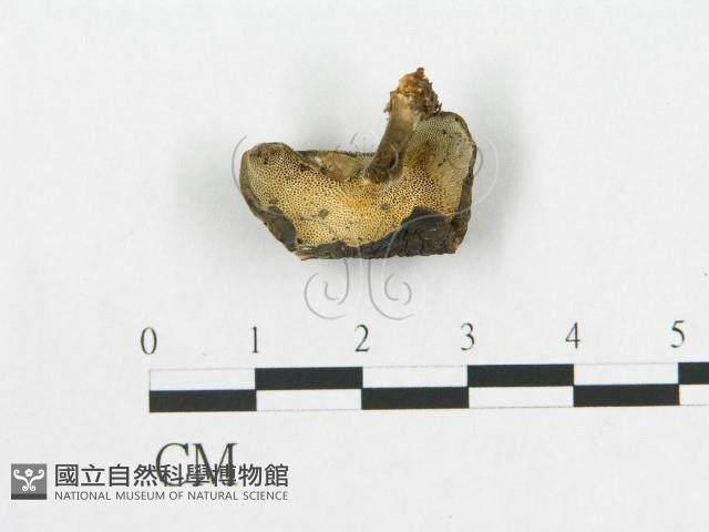 館號:F0019907藏品圖，第1張