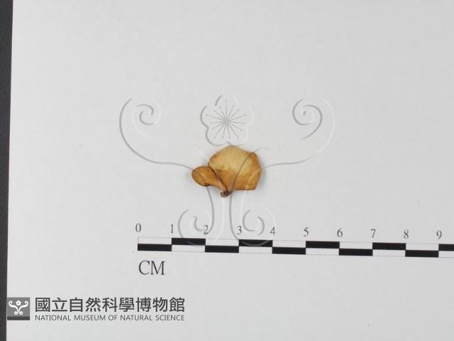 多孔菌屬藏品圖，第3張