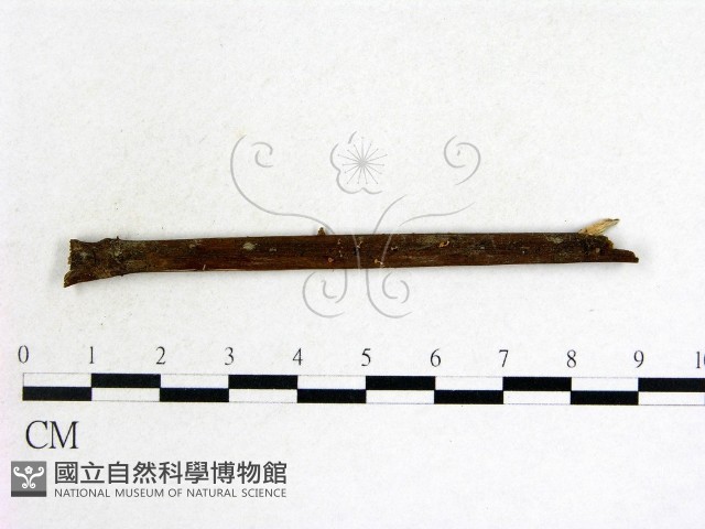 登錄號:F0013907藏品圖，第3張