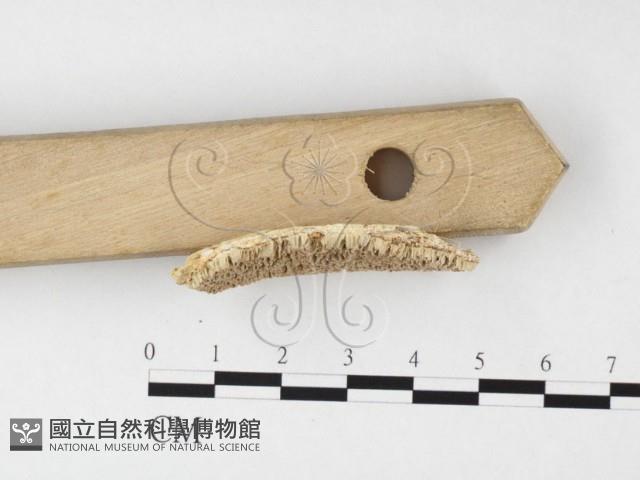 登錄號:F0010607藏品圖，第3張