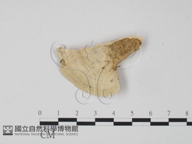 偏腫栓菌藏品圖，第3張