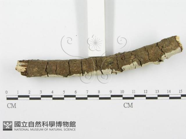 齒耳菌屬藏品圖，第3張