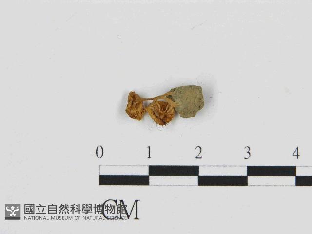 濕傘屬藏品圖，第3張