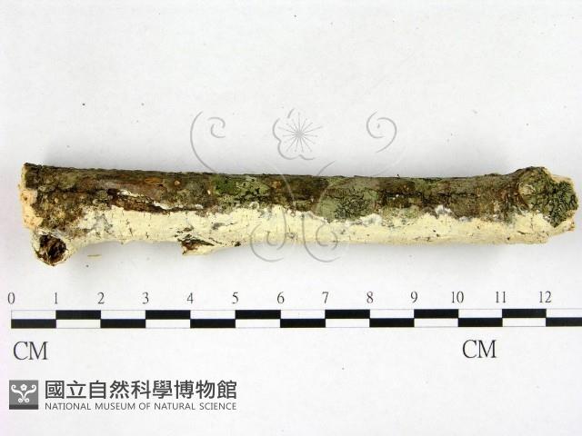 登錄號:F0022607藏品圖，第3張