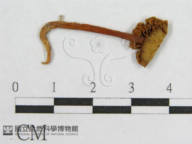 盔孢傘屬藏品圖，第3張