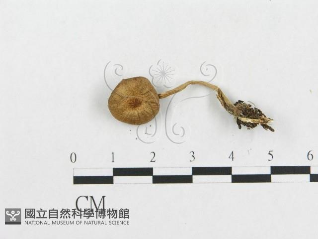 登錄號:F0005607藏品圖，第3張