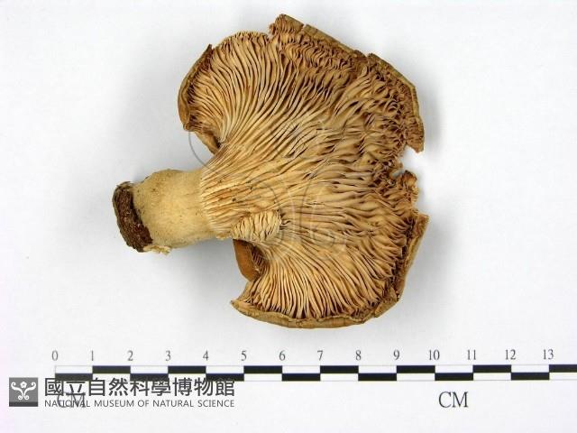 登錄號:F0009607藏品圖，第3張
