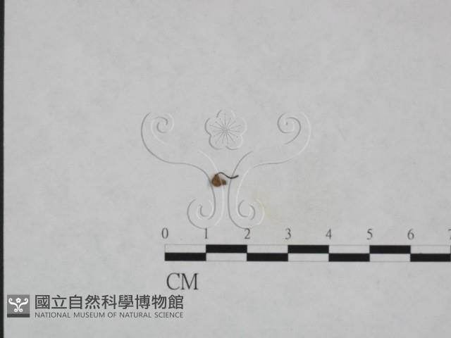 登錄號:F0023607藏品圖，第3張