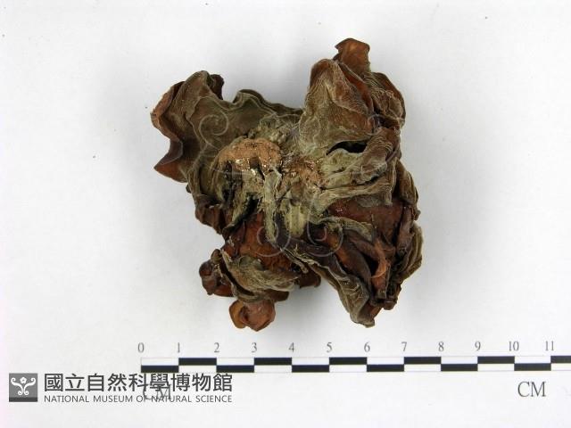 木耳屬藏品圖，第3張