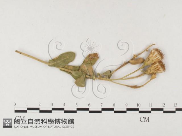登錄號:F0026407藏品圖，第1張